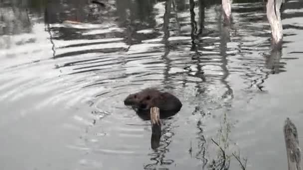 Bävrar äter i vatten dammar på bakgrund av torra stockar och träd i Ushuaia. — Stockvideo