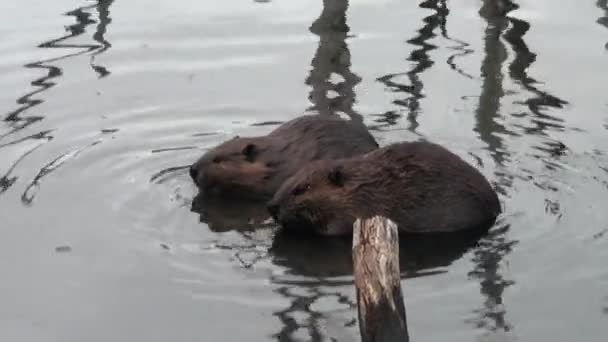 Castores comen en presas de agua sobre el fondo de troncos secos y árboles en Ushuaia . — Vídeo de stock