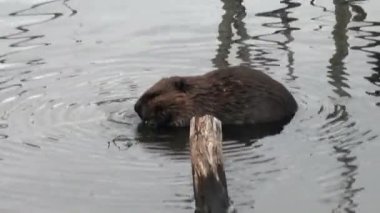Kunduzlar su Barajlar, Kuru günlükleri ve Ushuaia ağaçlarda arka plan üzerinde yemek.