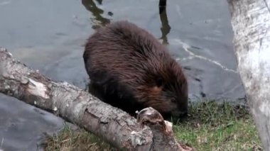 Kunduzlar su Barajlar, Kuru günlükleri ve Ushuaia ağaçlarda arka plan üzerinde yemek.