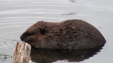 Kunduzlar su Barajlar, Kuru günlükleri ve Ushuaia ağaçlarda arka plan üzerinde yemek.