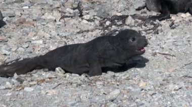 Falkland Adaları Antarktika'nın sahil şeridi üzerinde yeni doğan mühürler.