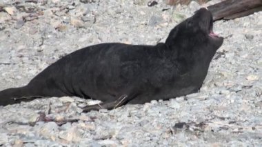 Falkland Adaları Antarktika'nın sahil şeridi üzerinde yeni doğan mühürler.