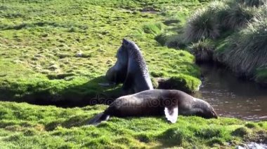Grup mühürler Falkland Adaları Antarktika'nın sahil şeridi üzerinde.
