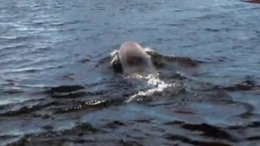 Mühür rahatla ve üzerinde okyanus Sahili, Falkland Adaları Antarktika'daki dalış.