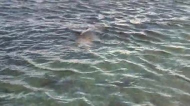 Dev mühür rahatla ve üzerinde okyanus Sahili, Falkland Adaları Antarktika'daki dalış.