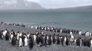 İmparatorluk penguenler üzerinde okyanus Sahili, Falkland Adaları Antarktika.