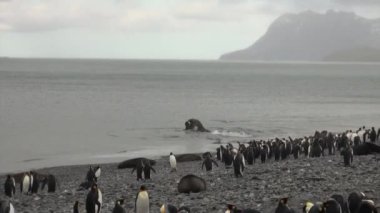 İmparatorluk penguenler mühürler erkekler içinde Okyanusu Falkland Adaları Savaşı izle.