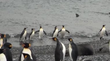 İmparatorluk penguenler arka plan dalış okyanus Falkland Adaları içinde mühürler.