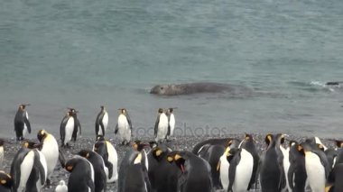 İmparatorluk penguenler arka plan dalış okyanus Falkland Adaları içinde mühürler.
