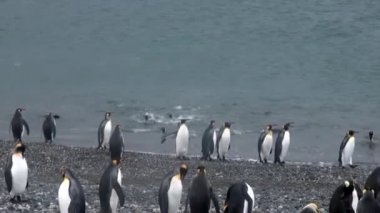 Kraliyet penguenleri üzerinde okyanus Sahili, Falkland Adaları Antarktika.