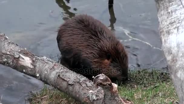 Hódok enni víz gátak, háttérben a száraz naplók és fák Ushuaia. — Stock videók