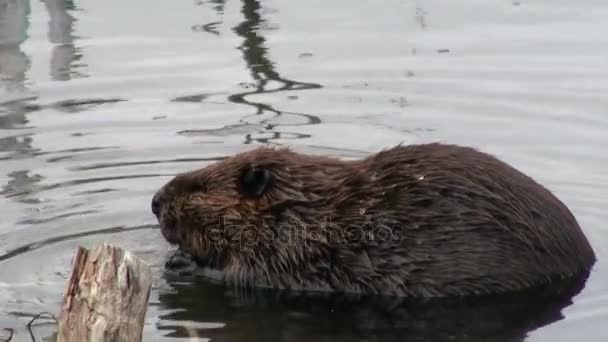 Beavers eat in water dams on background of dry logs and trees in Ushuaia. — Stock Video