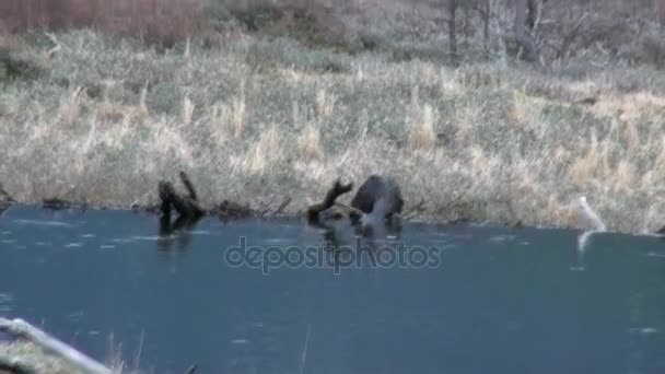 河狸在水水坝在乌斯怀亚. — 图库视频影像