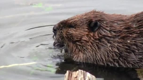 Bevers eten in water dammen op achtergrond van droge logboeken en bomen in Ushuaia. — Stockvideo