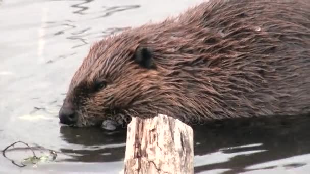 Castores comen en presas de agua sobre el fondo de troncos secos y árboles en Ushuaia . — Vídeos de Stock