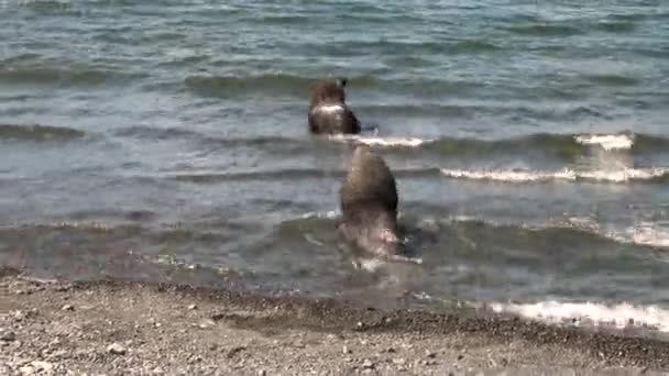 Zeehonden water in de buurt van de kust van Antarctica van de Falklandeilanden. — Stockvideo