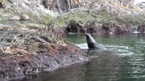 Group of seals in seaweed on coastline of Falkland Islands Antarctica. — Stock Video