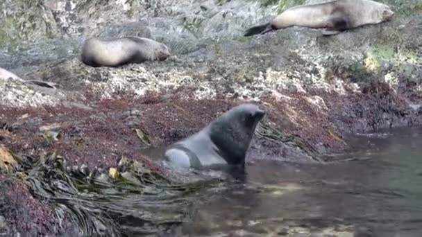 Groep zeehonden in zeewier aan de kustlijn van de Falklandeilanden Antarctica. — Stockvideo