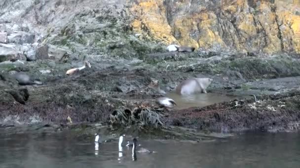 Grupo de focas en algas marinas en la costa de las Islas Malvinas Antártida . — Vídeos de Stock