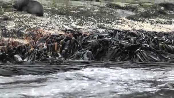 Focas en algas marinas en la costa de las Islas Malvinas Antártida . — Vídeo de stock