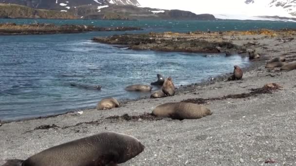 Groupe de phoques sur fond de montagnes enneigées. des îles Falkland Antarctique . — Video