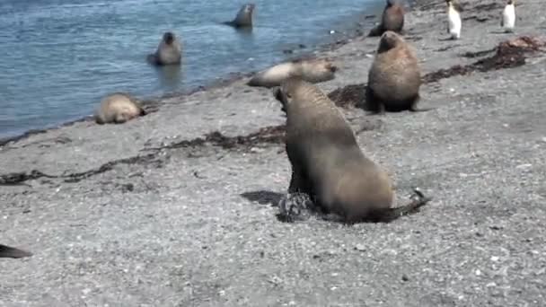 Las focas corren y juegan en la costa de las Islas Malvinas Antártida . — Vídeo de stock