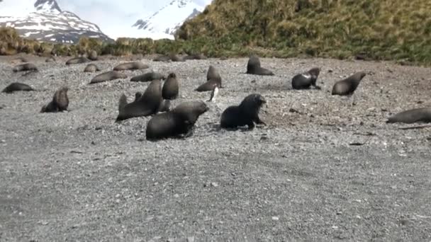 Seals run and play on coastline of Falkland Islands Antarctica. — Stock Video