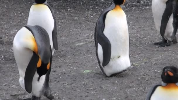 Pinguins imperiais nas Ilhas Malvinas na Antártida . — Vídeo de Stock