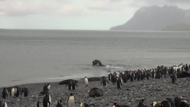 Les manchots impériaux regardent la bataille des phoques mâles dans l'océan des îles Malouines . — Video