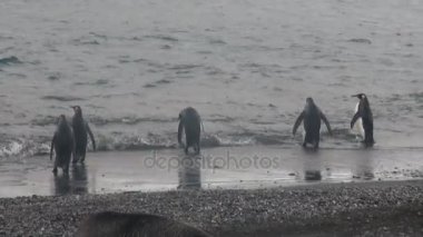 İmparatorluk penguenler üzerinde okyanus Sahili, Falkland Adaları Antarktika.