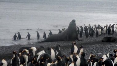 Falkland Adaları Antarktika'nın sahil şeridi üzerinde çevrili penguen dev mühür.