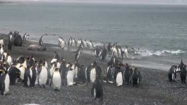 Bir grup Kral penguenler mühürler Falkland Adaları'nın sahil şeridi üzerinde arka plan üzerinde.