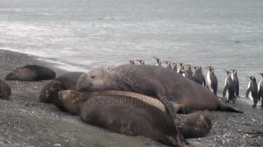 Bir grup Kral penguenler mühürler Falkland Adaları'nın sahil şeridi üzerinde arka plan üzerinde.