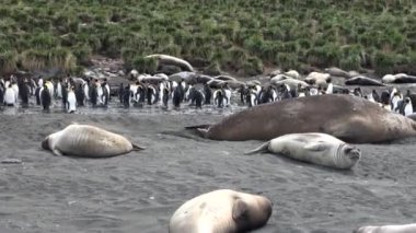 Bir grup Kral penguenler mühürler Falkland Adaları'nın sahil şeridi üzerinde arka plan üzerinde.