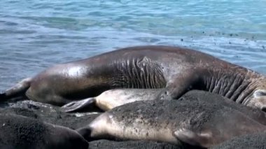 Aşk oyunları devamı Falkland Adaları plajda aile mühürler için.