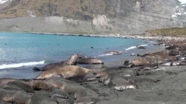 Grup mühürler sahilde Antarktika'daki Falkland Adaları.