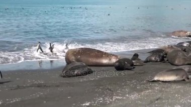 Grup mühürler Falkland Adaları'nın sahil şeridi üzerinde