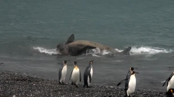 Foca Gigante relajarse y pingüinos en la costa del océano de las Islas Malvinas en la Antártida . — Vídeos de Stock