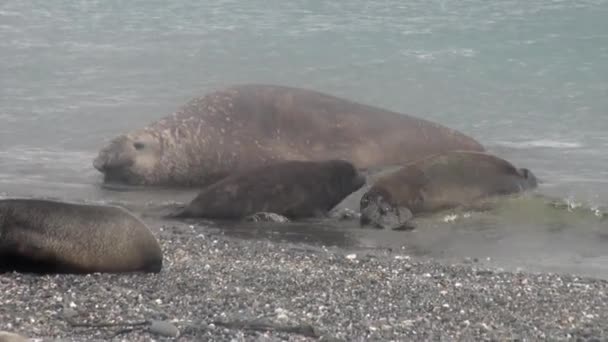 Family of seals on coastline of the Falkland Islands in Antarctica. — Stock Video