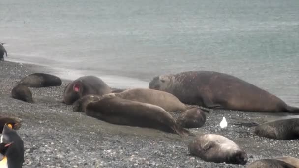 Group of king penguins on background of seals on coastline of Falkland Islands. — Stock Video