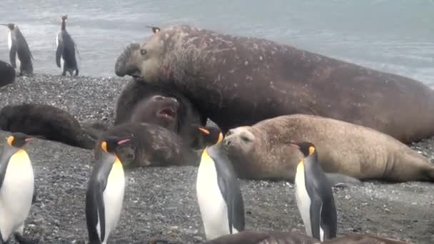 Η ομάδα βασιλιάς πιγκουΐνους σε φόντο της φώκιας στις ακτές των νησιών Φώκλαντ. — Αρχείο Βίντεο