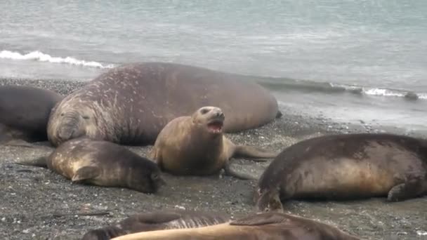 Groep zeehonden vrouwelijke en mannelijke op strand van de Falklandeilanden-Antarctica. — Stockvideo