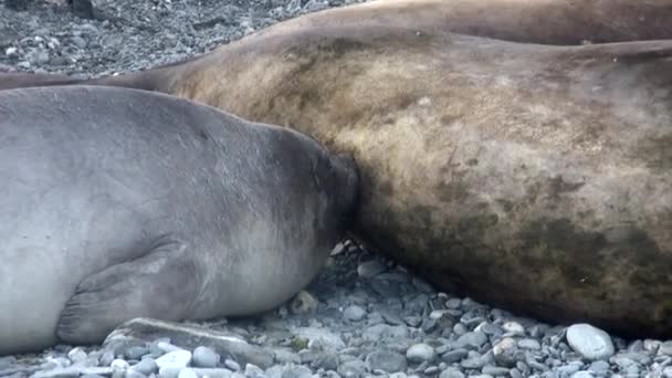 Babe seal sucks mother milk on coastline of Falkland Islands Antarctica. — Stock Video