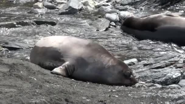 Skupina těsnění ženské a mužské na pláži Falklandské ostrovy Antarktidy. — Stock video