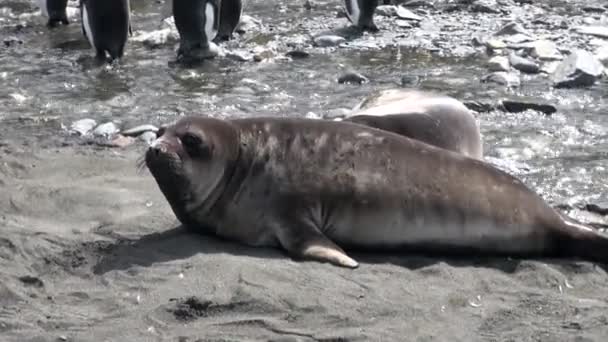 Skupina těsnění ženské a mužské na pláži Falklandské ostrovy Antarktidy. — Stock video