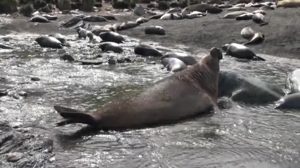 Groep zeehonden vrouwelijke en mannelijke op strand van de Falklandeilanden-Antarctica. — Stockvideo