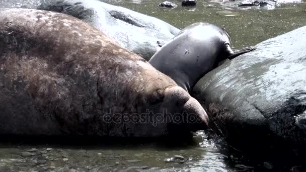 Group of seals female and male on beach of the Falkland Islands Antarctica. — Stock Video