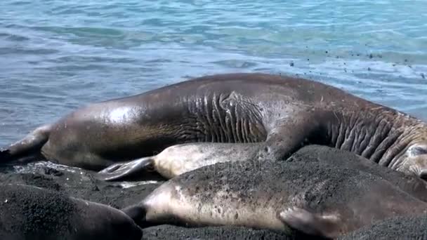 Kärlek spel för fortsättning av familjen tätningar på stranden i Falklandsöarna. — Stockvideo