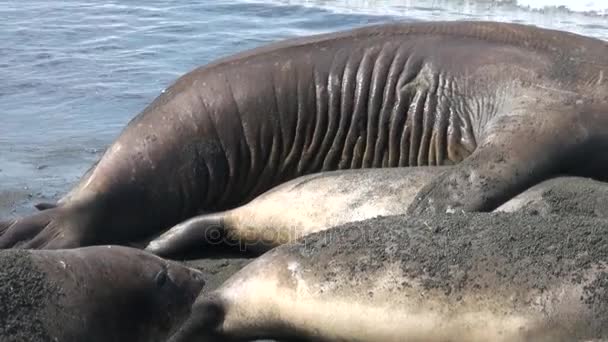Juegos de amor para la continuación de las focas familiares en la playa de las Islas Malvinas . — Vídeo de stock